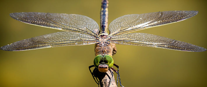 Macro photography captures small objects in larger than life images like dragonflies