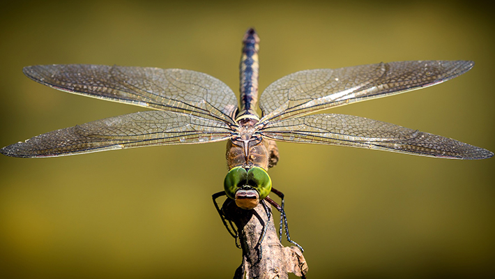 Macro photography captures small objects in larger than life images like dragonflies